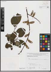 Foto von Salix caprea L.